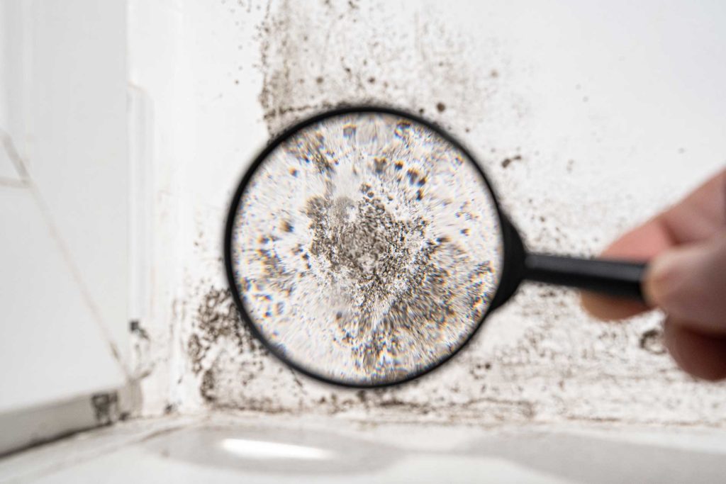 damage and mould in house